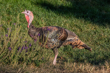 wild turkey