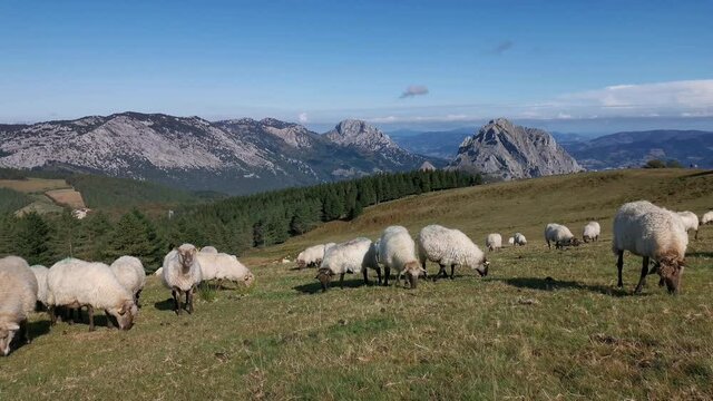 Flock of sheep grazing peacefully in Urkiola