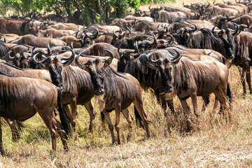 Naklejka na ściany i meble ケニアのマサイマラ国立保護区で見かけた、ヌーの大群