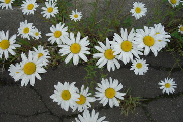 北海道の夏の花