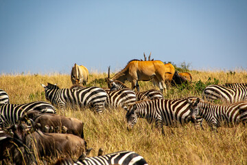 Fototapeta na wymiar ケニアのマサイマラ国立保護区で見た、シマウマとヌーやエランドなど草食動物の群れ