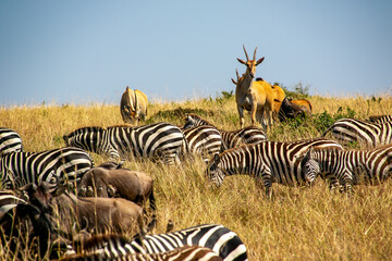 ケニアのマサイマラ国立保護区で見た、シマウマとヌーやエランドなど草食動物の群れ