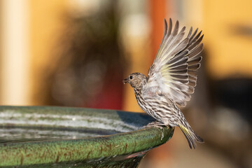 wild bird on birdbath