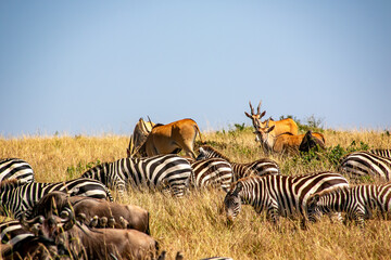 Fototapeta na wymiar ケニアのマサイマラ国立保護区で見た、シマウマとヌーやエランドなど草食動物の群れ
