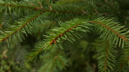 A thin, delicate green spruce twig close-up against the background of other branches.