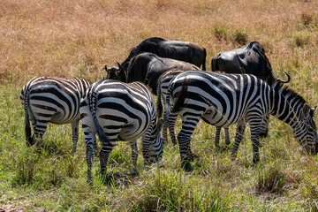 ケニアのマサイマラ国立保護区で見た、シマウマのお尻とその後ろにいるヌー