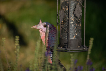 wild turkey head with feeder