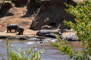 ケニアのマサイマラ国立保護区で見かけた、マラ川のほとりで休むカバの群れ