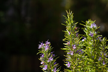 Rosemary flowering in front of a black background