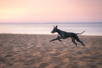 Obraz na płótnie Canvas greyhound dog runs along the beach at sunset. Whippet plays in the sand