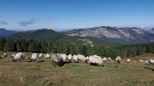 Flock of sheep grazing peacefully in Urkiola