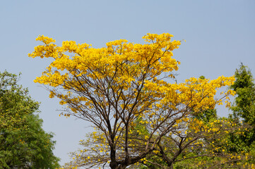 Fototapeta premium known as Yellow Ipe, ipe-amarelo, is a tree native to Cerrado and Pantanal vegetation in Brazil