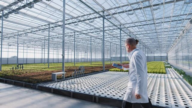 Cooperating team of multi-age agronomy lab engineers with tablet walk through rows of hydroponic beds growing organic vegetables. Greenhouse. Greenery. Agriculture.