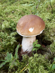 mushroom in the forest