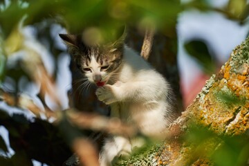 cute little kitten is hiding in branches and licking its paw