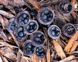 Bird's nest fungi