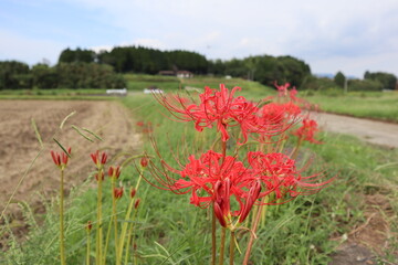 彼岸花