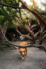 toller dog near crooked trees. Nova Scotia Duck Tolling Retriever. Pet in the park. 