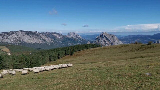 Flock of sheep walking through the fields of Urkiola