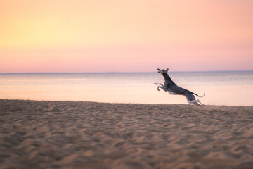 greyhound dog runs along the beach at sunset. Whippet plays in the sand