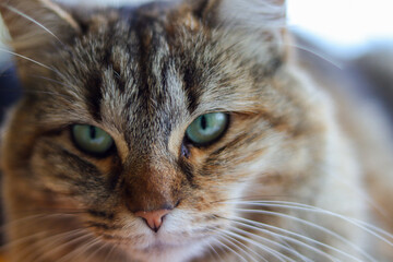 close up of a cat