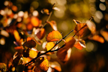 leaf and tree in Autum season