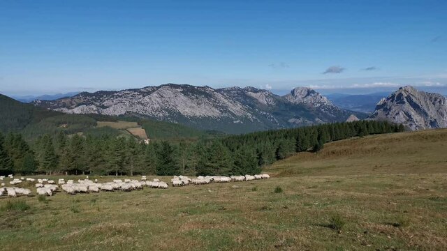 Flock of sheep walking through the fields of Urkiola