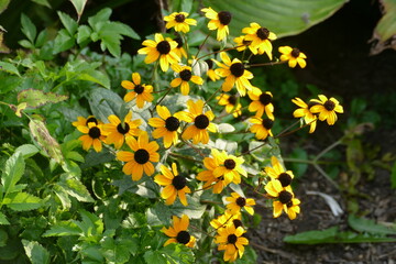 flowers in the garden