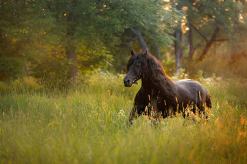 Fototapeta na wymiar horse at sunset. beautiful Black frieze on the field in the sun. 