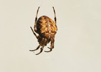 European garden spider, cross spider (Araneus diadematus) hanging on its web