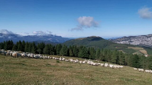 Flock of sheep running through the fields of Urkiola