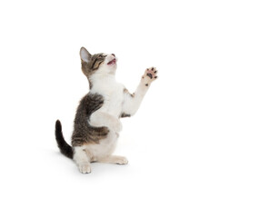 Cute tabby kitten on white background