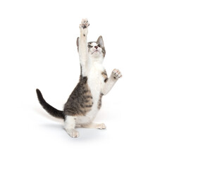 Cute tabby kitten on white background