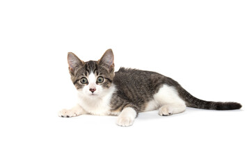 Cute tabby kitten on white background