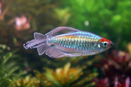 Congo tetra fish (Phenacogrammus interruptus) is a species of fish in the African tetra family, found in the central Congo River Basin in Africa. Famous aquarium ornamental fish.