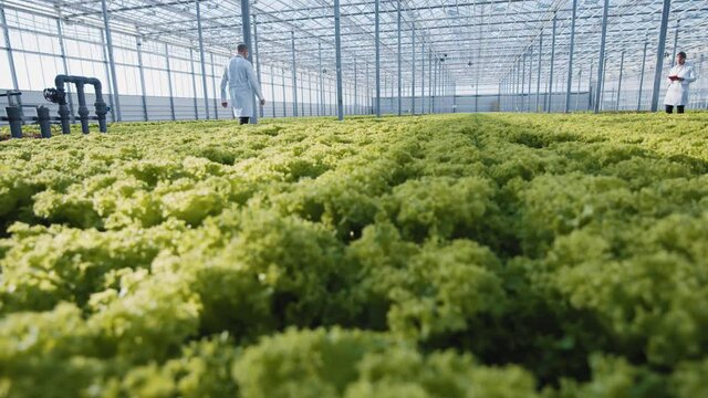 Beautiful clean pesticide free plantation of organic delicious salads growing. Optimal cultivation. Greenhouse farm. Off-season crops. Hydroponic farm.