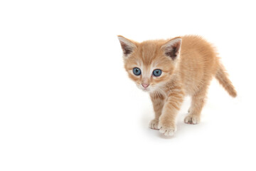Cute yellow tabby kitten on white