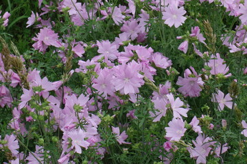 北海道の夏の花