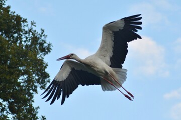 Storch im Anflug