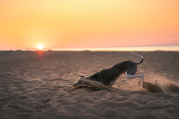 greyhound dog runs along the beach at sunset. Whippet plays in the sand