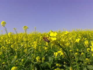 bee on flower