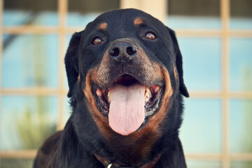 A Rottweiler Dog With His Tongue Out
