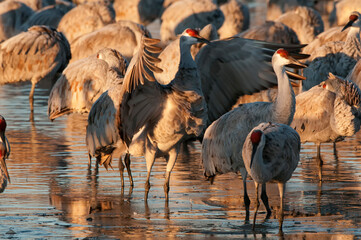 Sandhill cranes (grus canadensis) at sunrise   Bosque del Apache National Wildlife Refuge   New Mexico © Tom