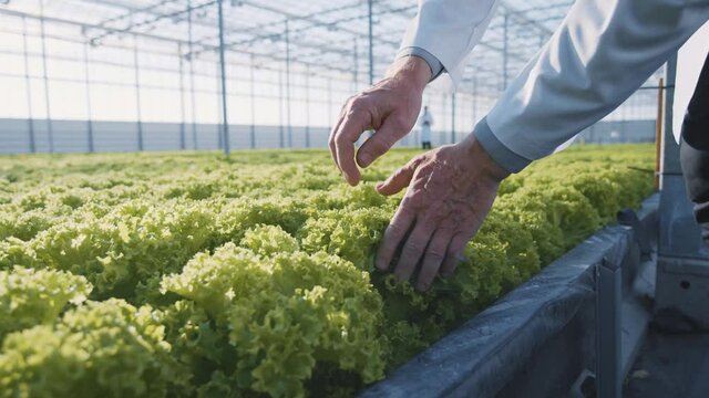Closeup experienced gardener caring for salad plant on hydroponic plantation. Farm specialist working inside greenhouse. Smart agriculture. Future of cultivation.