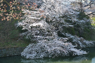 満開の桜（千鳥ヶ淵）
