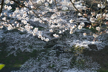 満開の桜（千鳥ヶ淵）
