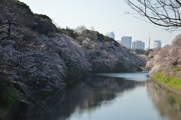 満開の桜（千鳥ヶ淵）
