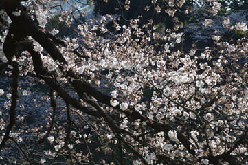 満開の桜（千鳥ヶ淵）
