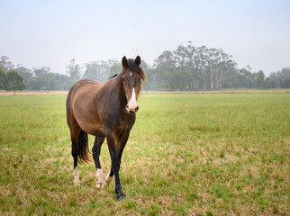 horse in a paddock