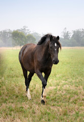 foal horse in a green paddock